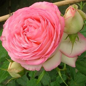 Rosier Pierre de Ronsard®