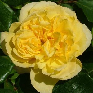 Rosier Roche du Theil®