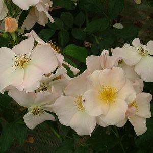 Rosier Sally Holmes