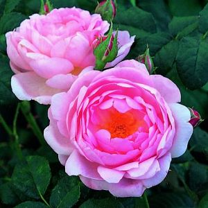 Rosier Scepterd Isle®