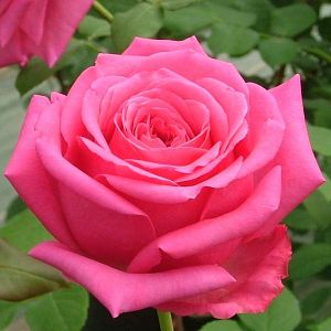Rosier Senteur Royale®
