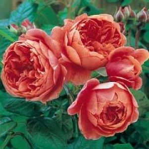 Rosier Summer Song®