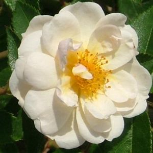 Rosier Trier