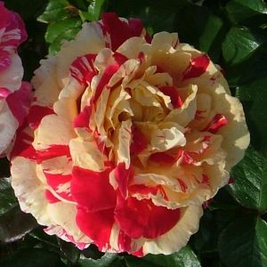 Rosier Vanille Fraise®