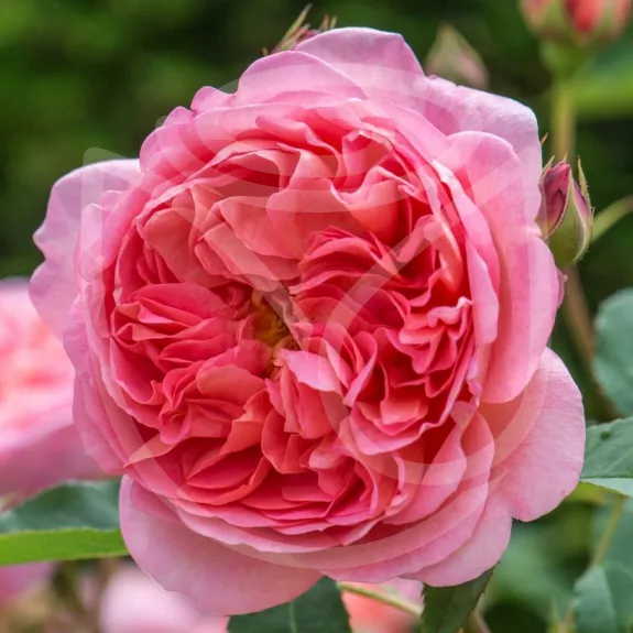 Boscobel®