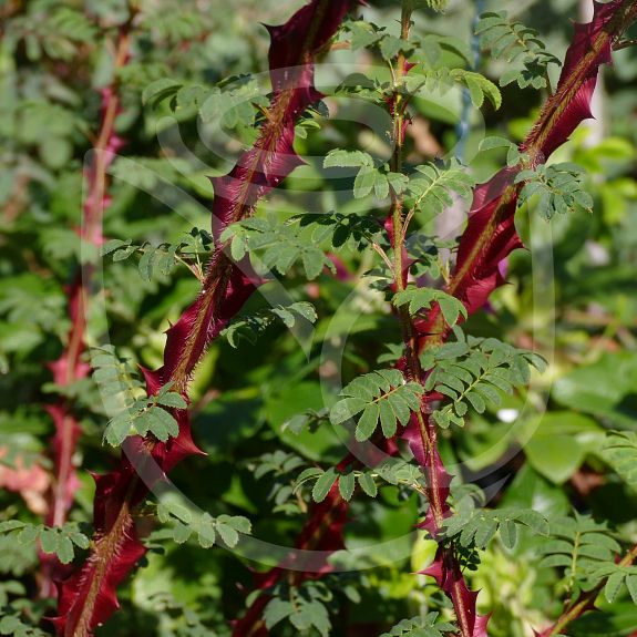 Rosa sericea pteracantha