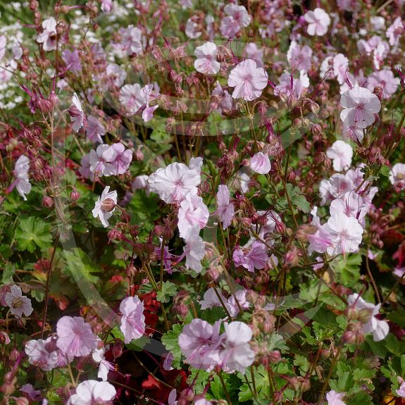 Geranium cantabrigiense Biokovo