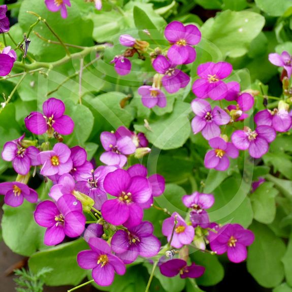 Arabis caucasica Rosea