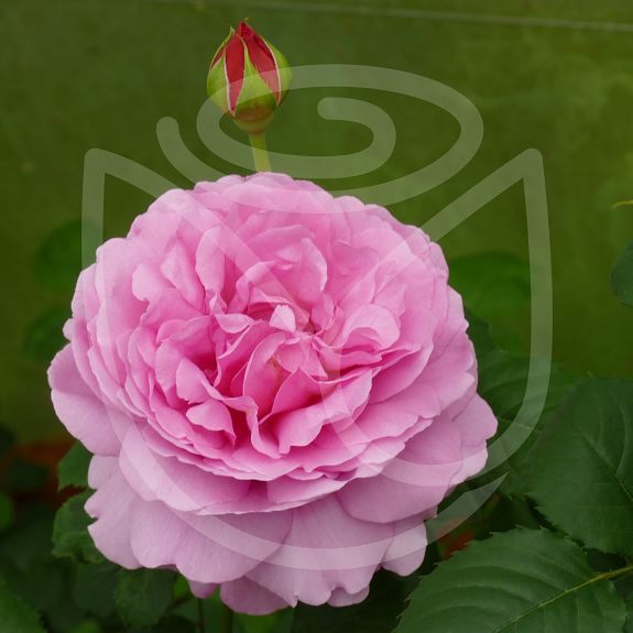 Princess Alexandra of Kent®