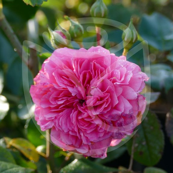Rosa gallica violacea