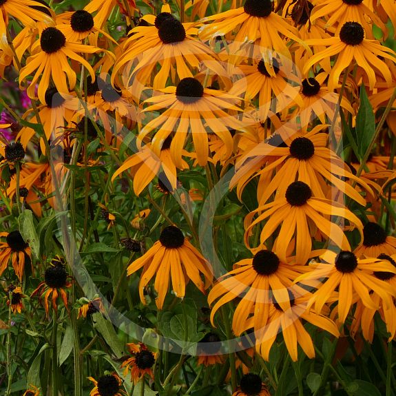 Rudbeckia fulgida Goldsturm