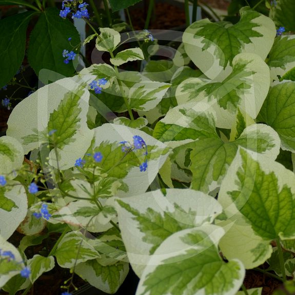 Brunnera macrophylla 'Variegata'