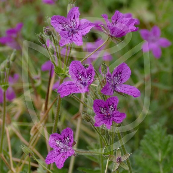 Erodium manescavii