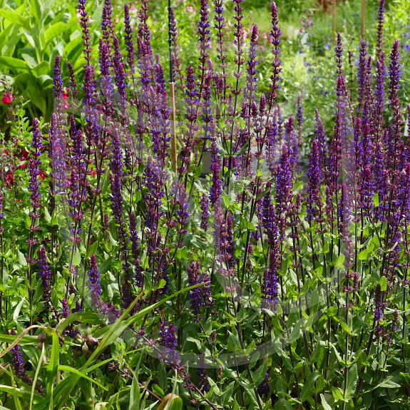 Salvia nemerosa 'Caradonna'