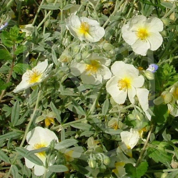 Helianthemum The Bride