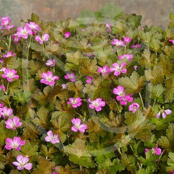 Geranium 'Orkney Cherry'