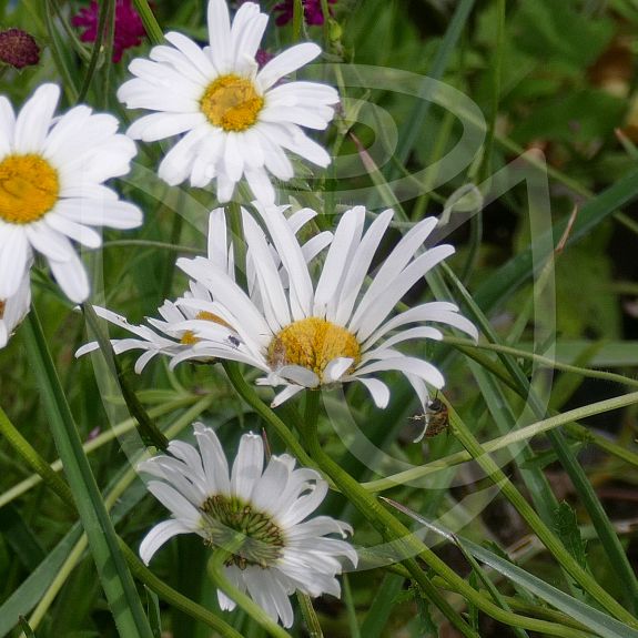 Leucanthemum vulgare Reine de mai