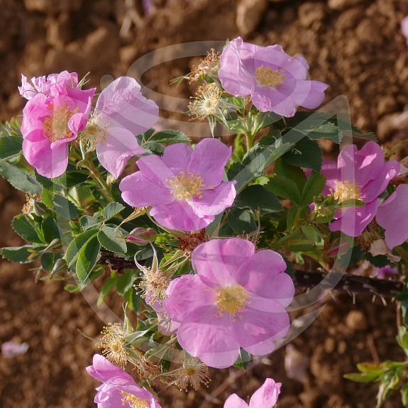 Rosa glutinosa