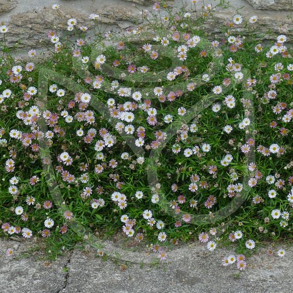 Erigeron karvinskianus