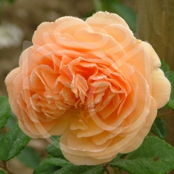 Crown Princess Margareta®