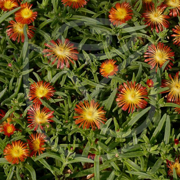 Delosperma cooperi 'Fire Wonder'