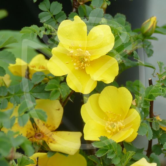 Golden Chersonese