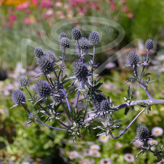 Eryngium planum