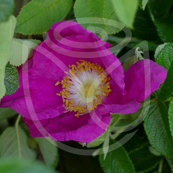 Rosa rugosa