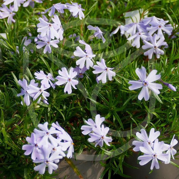 Phlox subulata Emerald Cushion blue