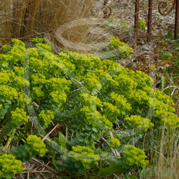 Euphorbia myrsinites