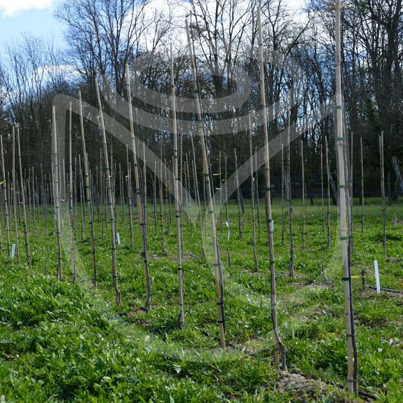 Framboise d'Oberland