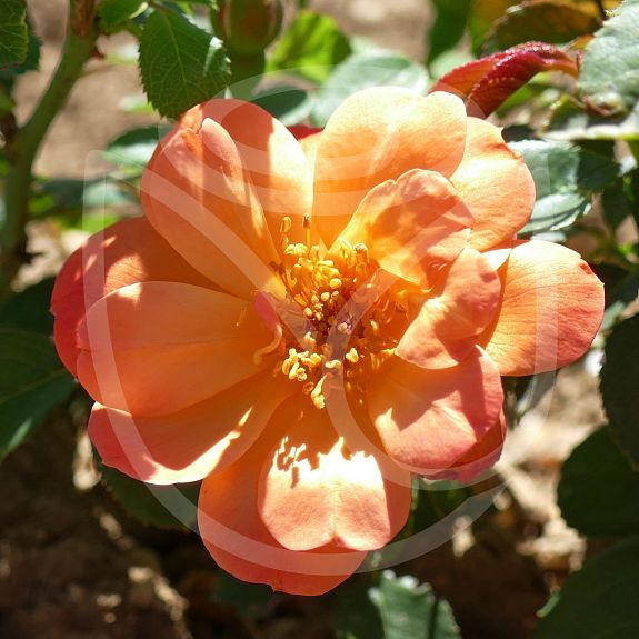 Sugar Candy Rose®