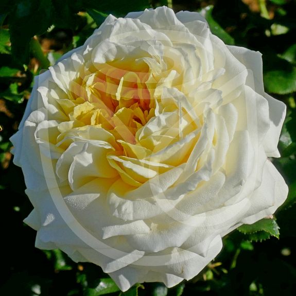 Rose de Bretagne®