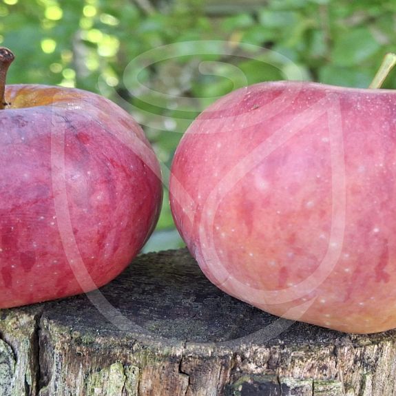 Framboise d'Oberland