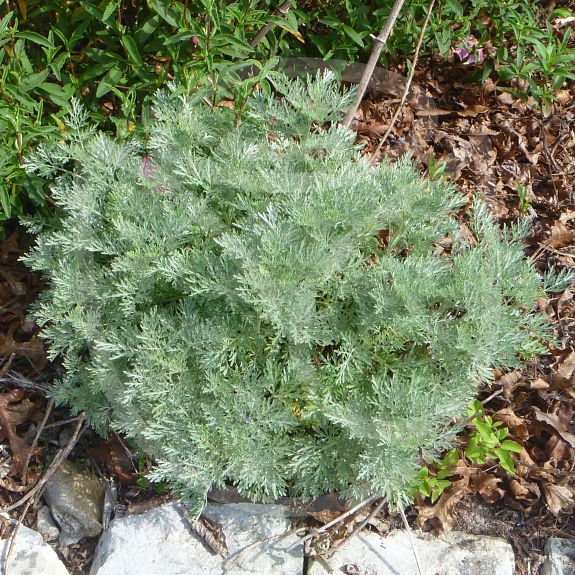 Artemisia Powis castle