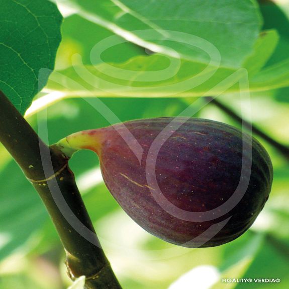 Figuier nain Figality