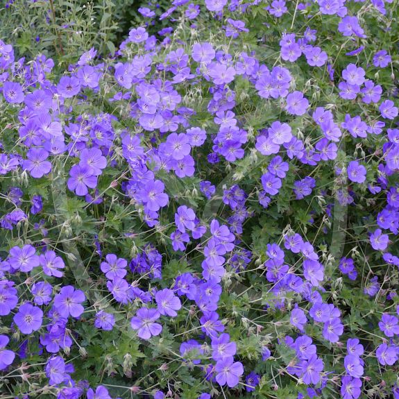 Geranium 'Rozanne'