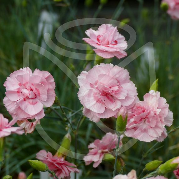 Dianthus plumarius Doris