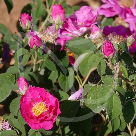 Rosa gallica selection