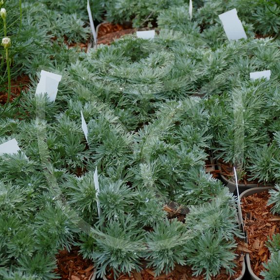 Artemisia schmidtiana 'Nana Attraction'