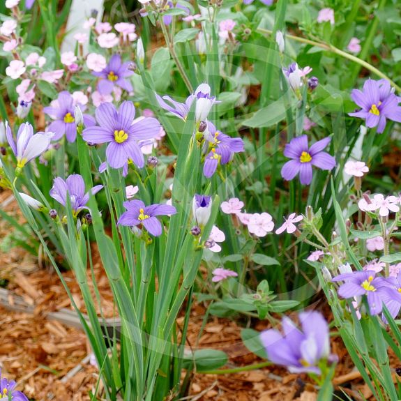 Sisyrinchium angustifoilum