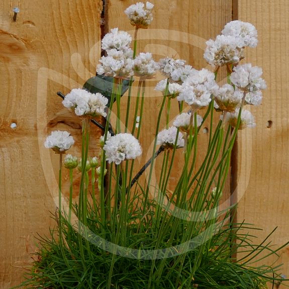 Armeria maritima Alba