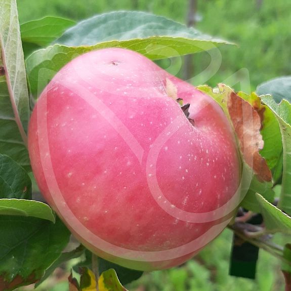 Framboise d'été