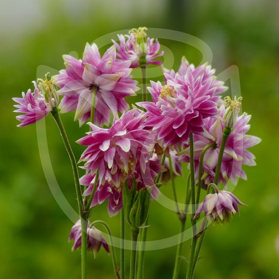 Aquilegia vulgaris 'Nora Barlow'