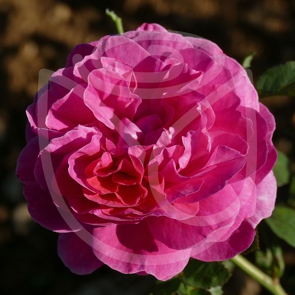England's rose®