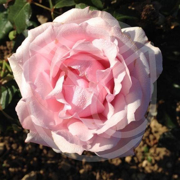 Louise Pommery®