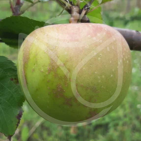 Reinette blanche du Canada