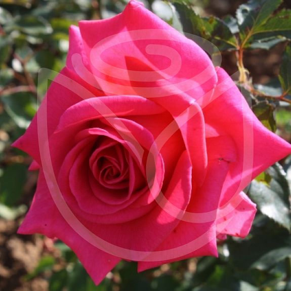 Royal Rose®