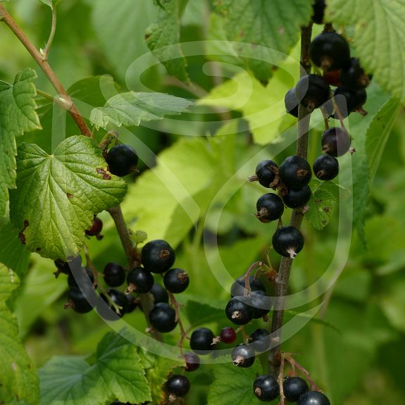 Noir de Bourgogne