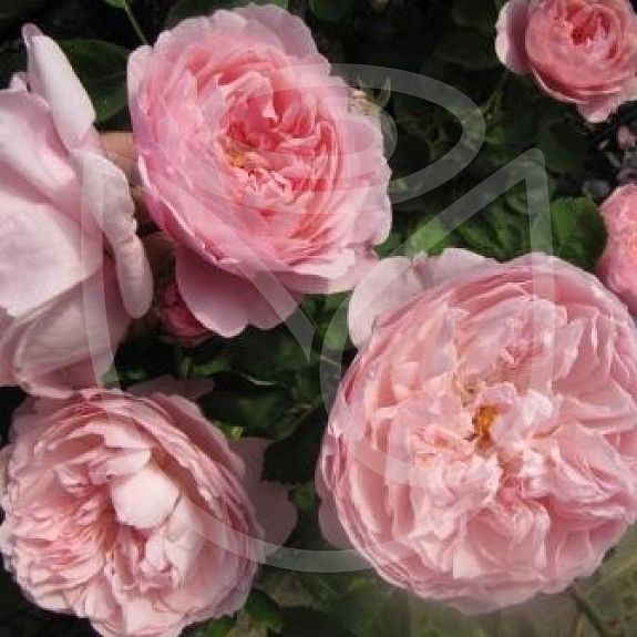 The Alnwick Rose®